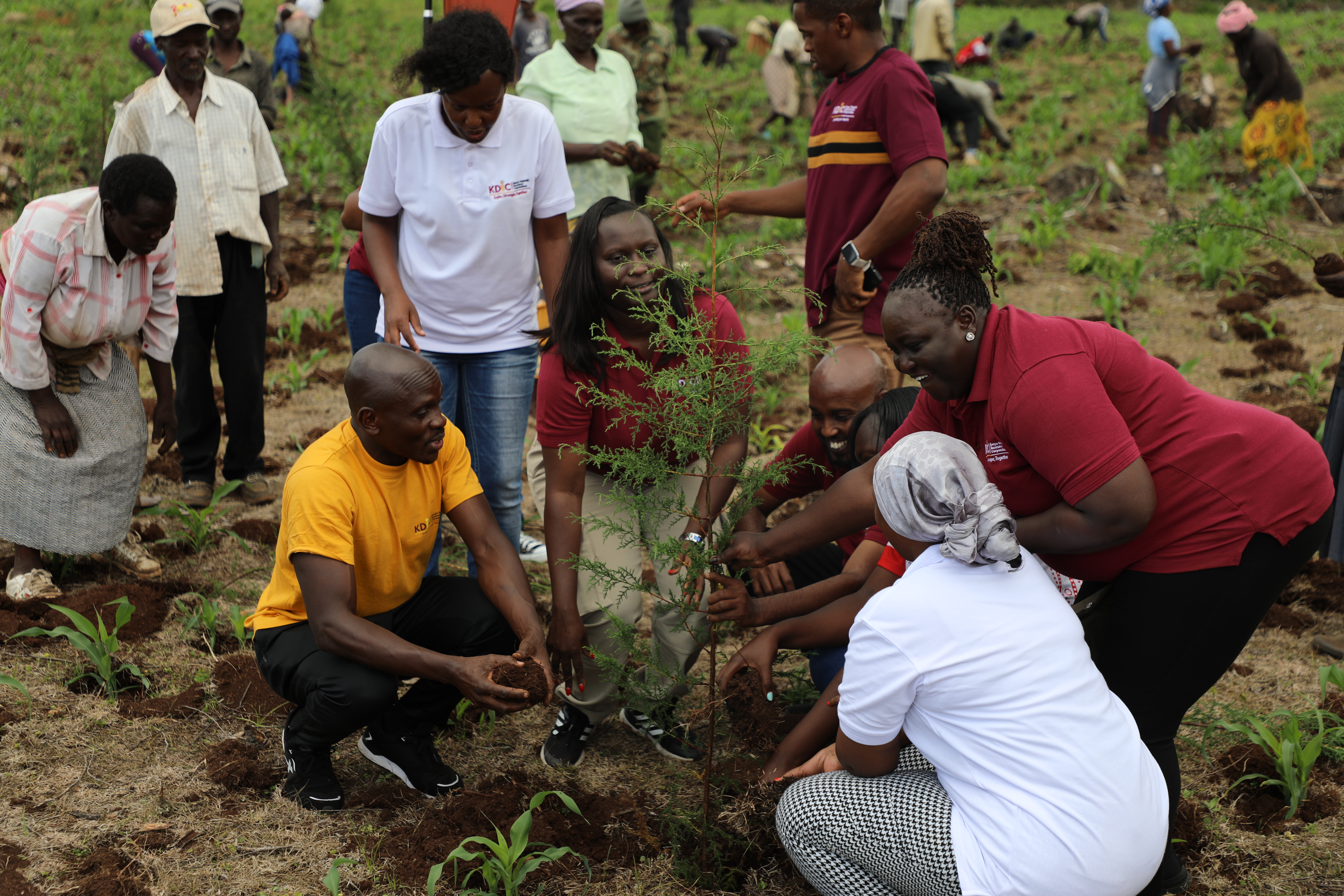 KDIC Staff at a tree planting initiative in Kericho